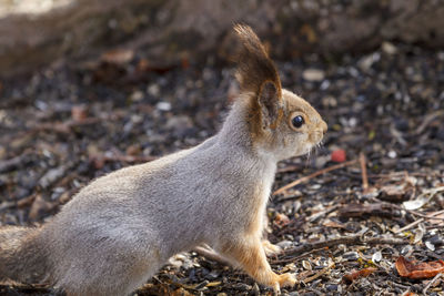 Close-up of squirrel 