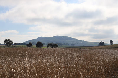 Scenic view of field against sky