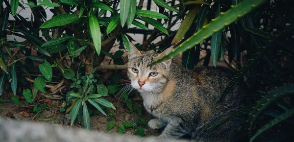 Portrait of cat sitting outdoors