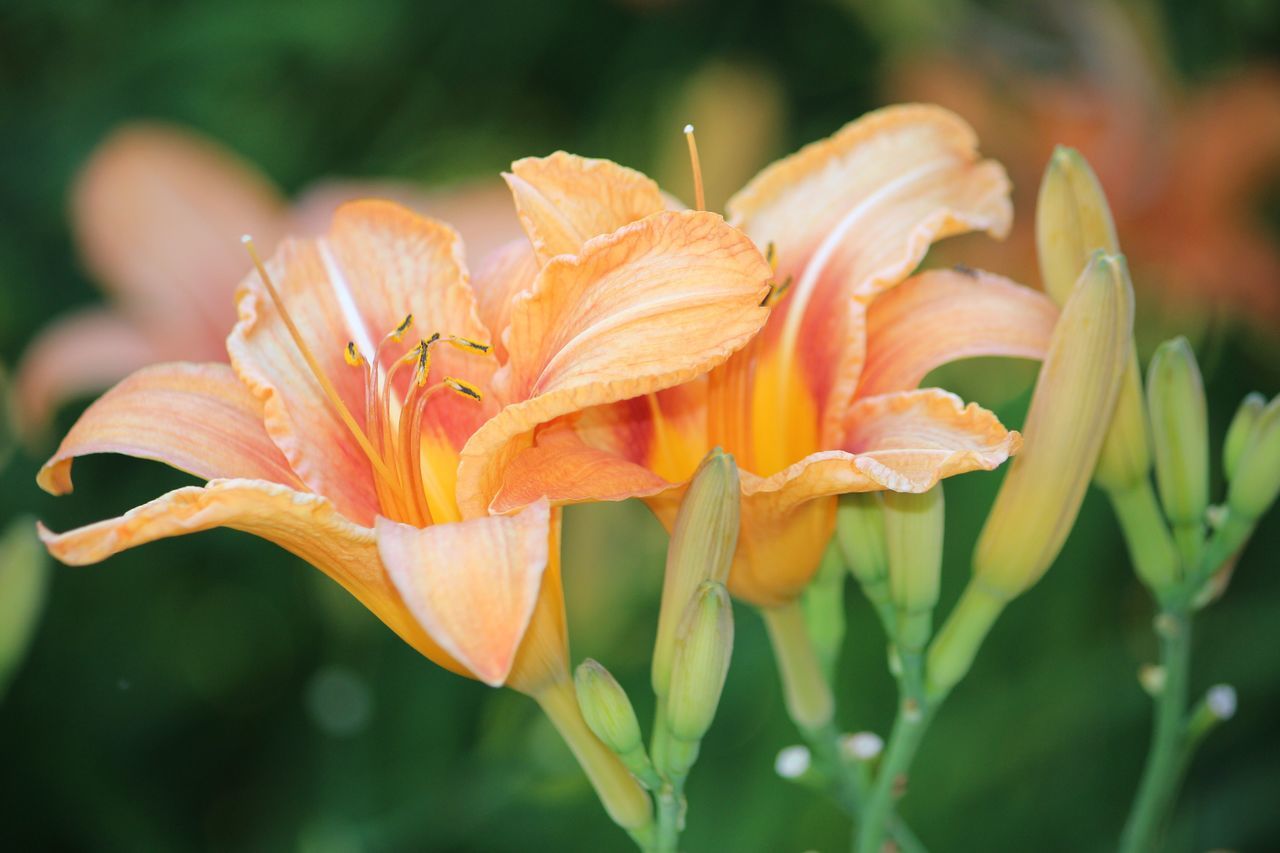 flower, beauty in nature, nature, fragility, growth, freshness, petal, close-up, focus on foreground, flower head, blooming, day lily, outdoors, plant, day, wet, no people, pollen, rhododendron