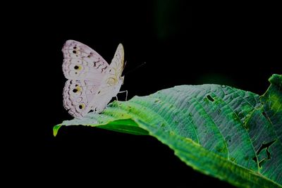 Close-up of butterfly on leaf