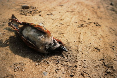 High angle view of bird on sand