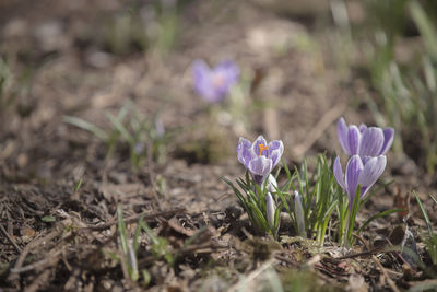 Close-up of purple crocus flowers growing in field