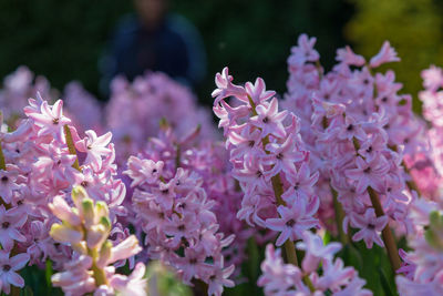 Close-up of pink flowering plant