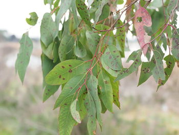 Eucalyptus 