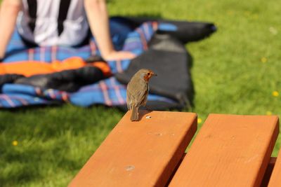 Close-up of hand holding bird perching on wood