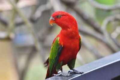 Close-up of parrot perching on railing