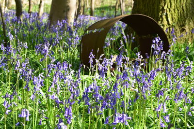 Purple flowering plants on field