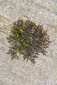 High angle view of insect on plant