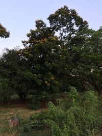 Trees on field against sky