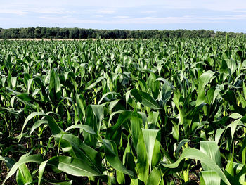 Crops growing on field