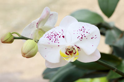 Close-up of pink orchid