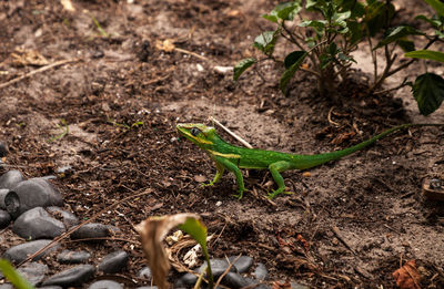 Knight anole anolis equestris lizard perches on a tree in a naples, florida garden in spring.