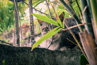 Alert tabby cat outdoors