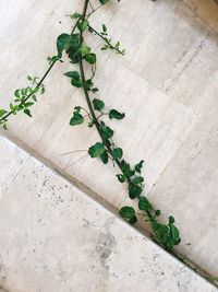 Close-up of ivy growing on wall