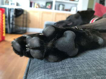 Close-up of dog sleeping at home