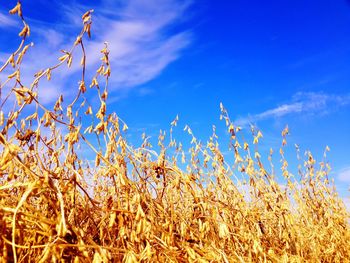 Low angle view of plants against blue sky