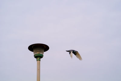 Low angle view of bird flying against the sky