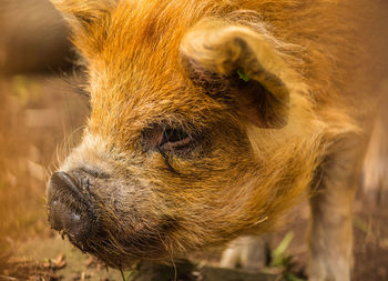 Close-up of a horse looking away