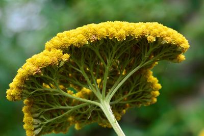 Close-up of yellow flowering plant