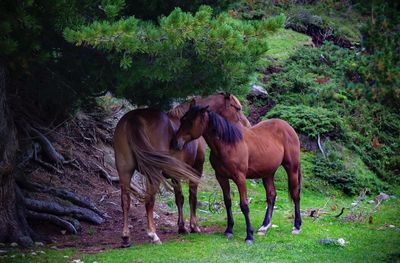 Horses in a field