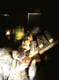 High angle view of cat on table