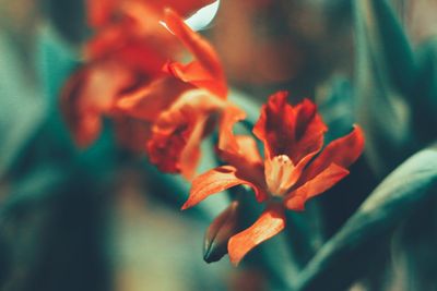Close-up of flower blooming outdoors