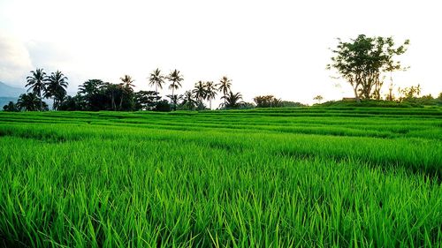 Scenic view of grassy field against sky