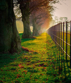Trees growing on field