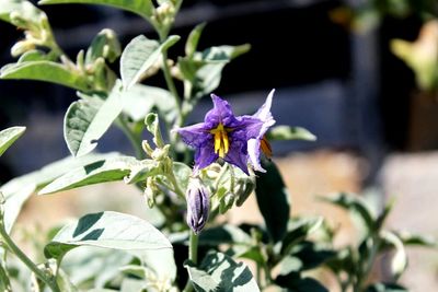 Close-up of purple flowers