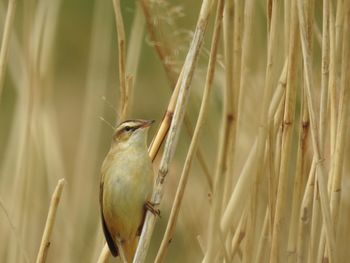 Close-up of bird perching on a plant