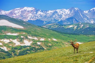 Deer standing on mountain