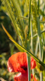 Close-up of red flowering plant on field