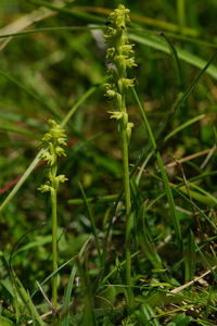 Close-up of plants growing on field