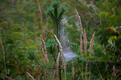 Close-up of plants growing on land