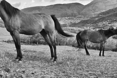 Horses grazing on field