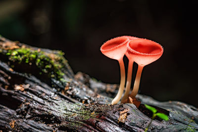 Close-up of mushroom growing in forest