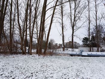 Bare trees on snow covered landscape