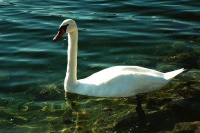 Swan swimming in lake