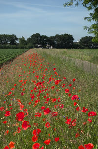 Red poppy flowers on field against sky