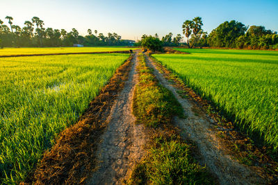 Scenic view of agricultural field against sky