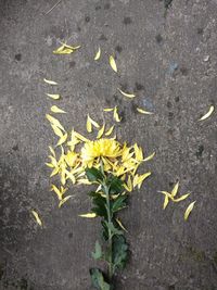 Close-up of yellow flowers