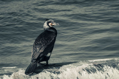 Bird perching on a beach