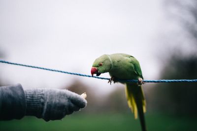 Person feeding parrot