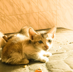 Portrait of cat relaxing on floor at home