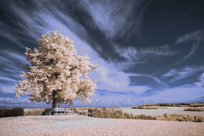 Tree on snow covered field against sky