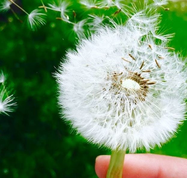 dandelion, flower, human body part, human hand, nature, fragility, one person, plant, close-up, beauty in nature, flower head, holding, growth, freshness, outdoors, day, people, adult