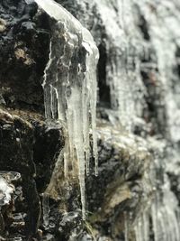 Close-up of tree trunk during winter