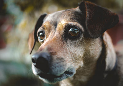 Close-up portrait of dog