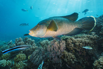 Cheilinus undulatus, maori wrasse humphead fish in australia